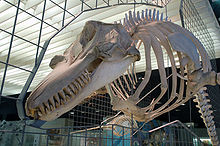 Skeleton of a killer whale, Senckenberg Museum (Frankfurt am Main)