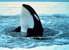 killer whale in the Arctic