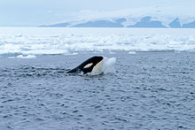 Een orka speelt met een bal ijs, kort nadat een onderzoeker een sneeuwbal naar de walvis had gegooid.  