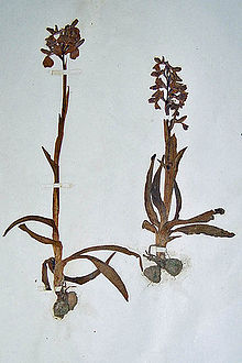 Orchis morio (groenvleugelige orchidee). één van Whittaker's geperste planten in het Derby Museum herbarium.  
