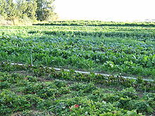 Growing vegetables in California's longitudinal valley