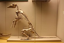 Skeleton of an aardvark (in the Brussels Museum of Natural History)