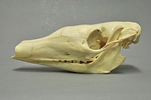 Skull of an aardvark (Collection Museum Wiesbaden)