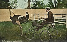 Jacksonville, Florida, mies strutsin vetämän kärryn kanssa, noin 1911.  