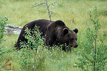 Brown bears are widespread throughout Finland