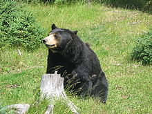 Black bears live in the Great Smoky Mountains area of the western part of the state