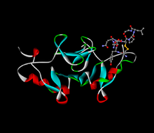 Oxitocina (ball-and-stick) ligada a sua neurofisina proteica transportadora (fitas)