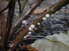 Cochenille de l'huître (Ceroplastes sp.), une cochenille cireuse sur les jeunes myrtilles