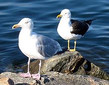 Uma gaivota de arenque, Larus argentatus (à frente) e uma gaivota com as costas negras menores. Larus fuscus (atrás) na Noruega: dois fenótipos com diferenças claras.