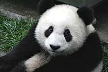 Um panda gigante fotografado em Sichuan.