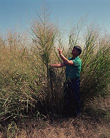 Switchgrass, een winterharde plant die gebruikt wordt in de biobrandstofindustrie in de Verenigde Staten...