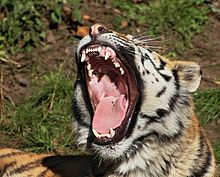 Mouth of a young Siberian tiger