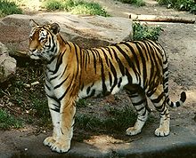 Female amur tiger in summer coat