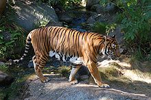 Indo-Chinese tiger