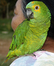 Papagaio feminino, Brasil