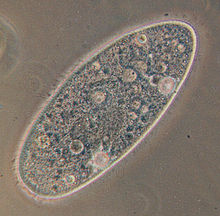 Paramecium , yksisoluinen organismi.