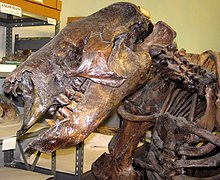 Skull of Paramylodon