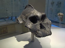 Réplica del cráneo de Paranthropus aethiopicus  