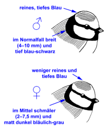 Secondary sexual characteristics of the feathering, above male, below female