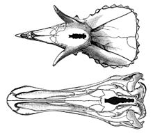 O diagramă din 1905 care arată creierul relativ mic al unui Triceratops (sus) și al unui Edmontosaurus (jos).