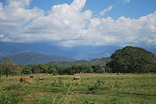 Cattle pasture in the Sierra of Chiapas