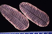 Pecopteris, en bladtyp som inte förekommer efter den tidiga permiska perioden.  