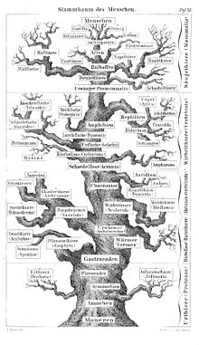 The family tree of man according to Ernst Haeckel