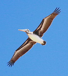 Um pelicano voando se move com firmeza suficiente para que seja seguido com um par de binóculos