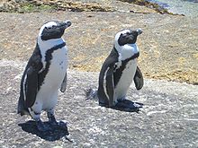 Jackass penguins on the Cape Peninsula