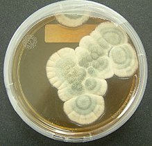 Bizonyos penészgombák természetes módon termelnek penicillint
