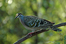 Navadni bronasti ptič je razširjen po vsej Avstraliji in živi v večini habitatov, razen v gostem deževnem gozdu in najbolj suhih puščavah.