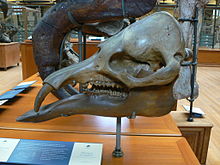 skull of Phiomia with original short tusks in all four jaw halves
