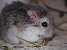 Hamster nain de Roborovski (Phodopus roborovskii) des Cricetinae