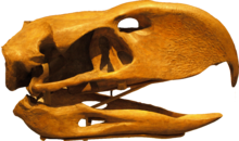 Phorusrhacos longissimus の頭骨、トロントのロイヤル・オンタリオ博物館。