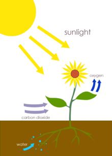 A energia da luz solar, a água absorvida pelas raízes e o dióxido de carbono da atmosfera produzem glicose e oxigênio através da fotossíntese