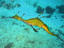 Dragon des mers herbivores dans la baie de Cabbage Tree, Sydney, Australie