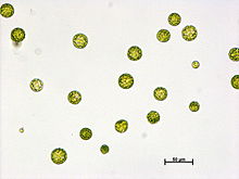Physcomitrella patens -kasvin protoplastit  