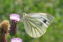 The rape white butterfly, a day butterfly