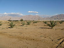 Date palms in the Arava