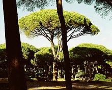Een parasolden, het type boom dat door Plinius wordt gebruikt om de uitbarsting te beschrijven.