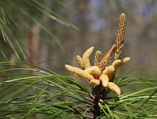 Borovice Loblolly (Pinus taeda): samčí šišky