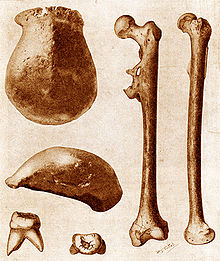 The finds of Eugène Dubois: skullcap "Trinil II", molar tooth and femur bone