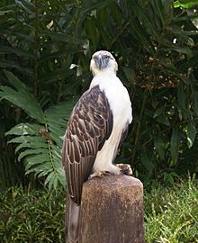 Der philippinische Adler