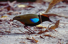 Regnbågspitta (Pitta iris), en mörk fågel med ljusa färgfläckar. De flesta Pittidae har liknande färger.  