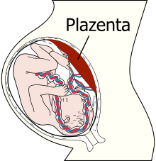 Placenta in the human body