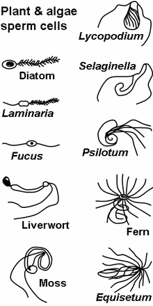 Nižší rostliny a řasy mají různé druhy spermií.