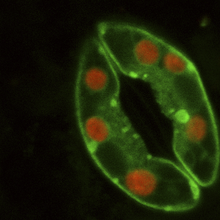Komórki stomijne roślin. Na tym zdjęciu chloroplasty wyglądają na czerwone.