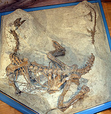 P. engelhardti specimen number MSF 23 in the Sauriermuseum Frick, the most complete Plateosaurus skeleton from Frick so far.