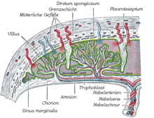 Schematic structure of the placenta