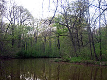 Pleiße in the southern alluvial forest (2007)
